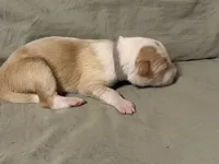 💜 Lavender collar-Gold Merle-FEMALE💜 (on hold), a female Border Collie for sale in Washoe City, NV – Photo 5 of 7