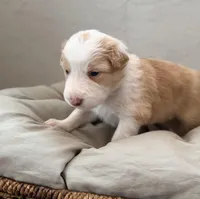 💜 Lavender collar-Gold Merle-FEMALE💜 (on hold), a female Border Collie for sale in Washoe City, NV – 7 of 8