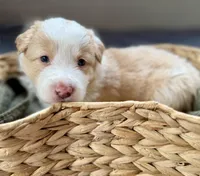 💜 Lavender collar-Gold Merle-FEMALE💜 (on hold), a female Border Collie for sale in Washoe City, NV – 6 of 8