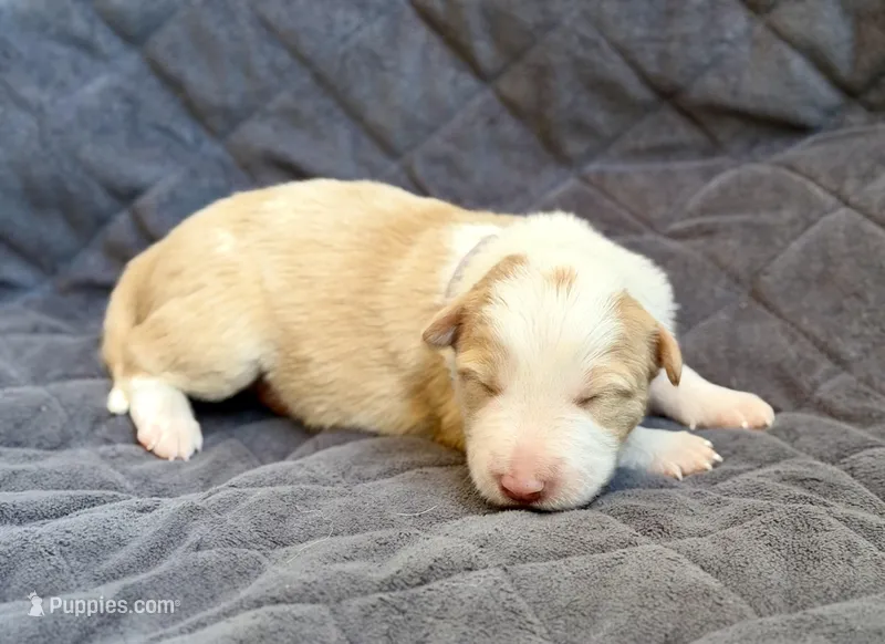 💜 Lavender collar-Gold Merle-FEMALE💜 (on hold) – Border Collie puppy for sale in Washoe City, NV