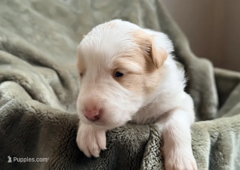 💜 Lavender collar-Gold Merle-FEMALE💜 (on hold) – Border Collie puppy for sale in Washoe City, NV