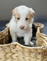 💜 Lavender collar-Gold Merle-FEMALE💜 (on hold), a female Border Collie for sale in Washoe City, NV – 5 of 8