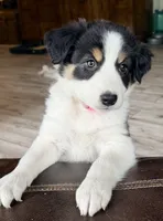 🌸 Black/white Tri-FEMALE🌸, a female Border Collie for sale in Washoe City, NV – 7 of 10