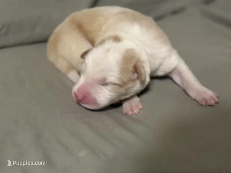 💚 Light green collar-Gold, split face-MALE💚, a male Border Collie for sale in Washoe City, NV – Photo 1 of 6