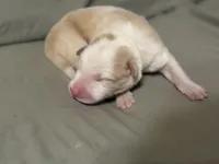 💚 Light green collar-Gold, split face-MALE💚, a male Border Collie for sale in Washoe City, NV – Photo 1 of 6