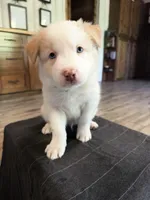 💚 Light green collar-Gold, split face-MALE💚, a male Border Collie for sale in Washoe City, NV – 5 of 10