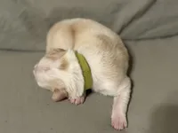 💚 Light green collar-Gold, split face-MALE💚, a male Border Collie for sale in Washoe City, NV – Photo 3 of 6