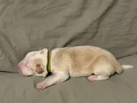 💚 Light green collar-Gold, split face-MALE💚, a male Border Collie for sale in Washoe City, NV – Photo 5 of 6