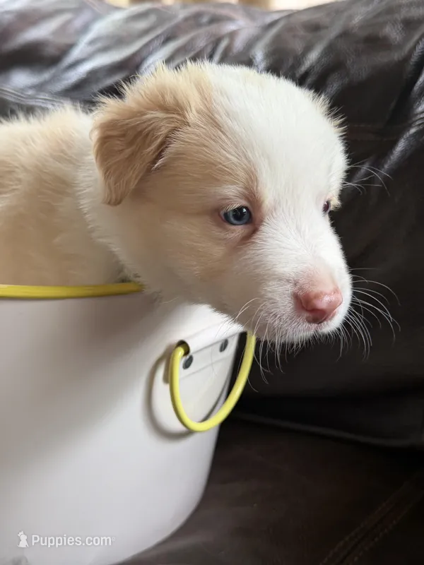 💚 Light green collar-Gold, split face-MALE💚 – Border Collie puppy for sale in Washoe City, NV