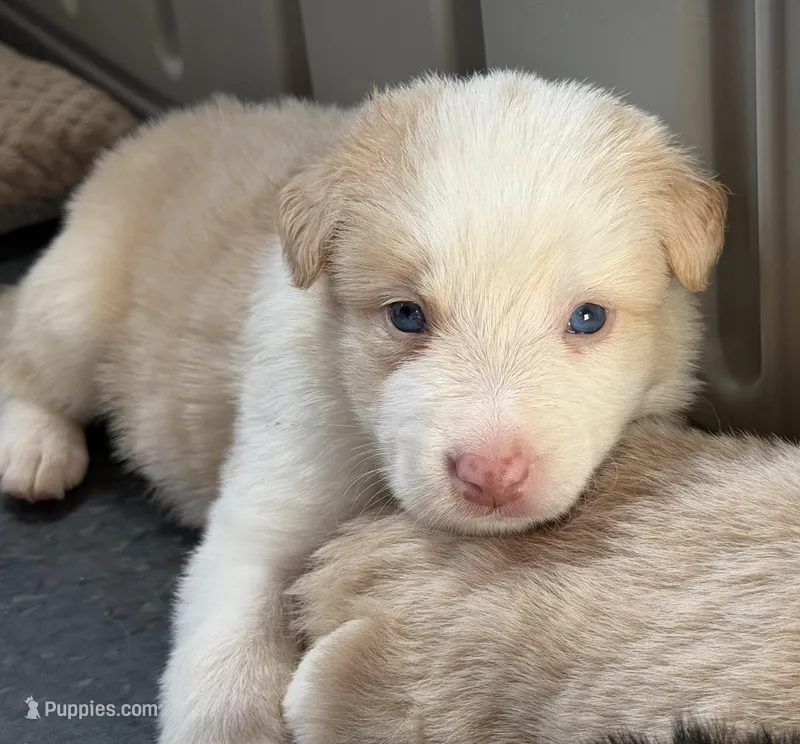 💚 Light green collar-Gold, split face-MALE💚 – Border Collie puppy for sale in Washoe City, NV