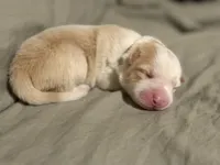 💚 Light green collar-Gold, split face-MALE💚, a male Border Collie for sale in Washoe City, NV – Photo 4 of 6