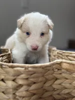 💚 Light green collar-Gold, split face-MALE💚, a male Border Collie for sale in Washoe City, NV – 8 of 10