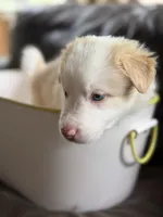 💚 Light green collar-Gold, split face-MALE💚, a male Border Collie for sale in Washoe City, NV – 2 of 10