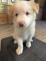 💚 Light green collar-Gold, split face-MALE💚, a male Border Collie for sale in Washoe City, NV – 7 of 10
