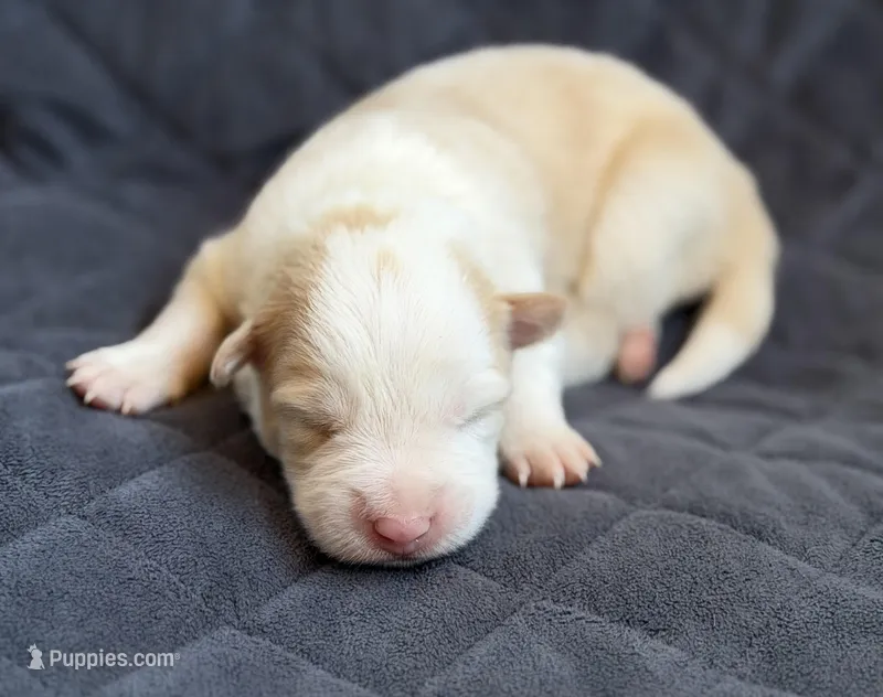 💚 Light green collar-Gold, split face-MALE💚 – Border Collie puppy for sale in Washoe City, NV