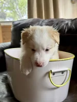 💚 Light green collar-Gold, split face-MALE💚, a male Border Collie for sale in Washoe City, NV – 4 of 10