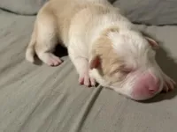 💚 Light green collar-Gold, split face-MALE💚, a male Border Collie for sale in Washoe City, NV – Photo 2 of 6