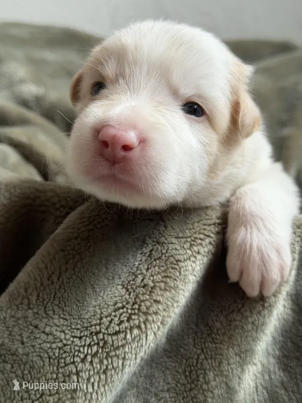 💚 Light green collar-Gold, split face-MALE💚 – Border Collie puppy for sale in Washoe City, NV