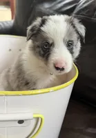 💛 Yellow collar-Blue Merle-MALE 💛, a male Border Collie for sale in Washoe City, NV – 2 of 8