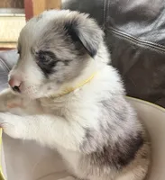 💛 Yellow collar-Blue Merle-MALE 💛, a male Border Collie for sale in Washoe City, NV – 4 of 8