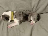 💛 Yellow collar-Blue Merle-MALE 💛, a male Border Collie for sale in Washoe City, NV – Photo 4 of 6