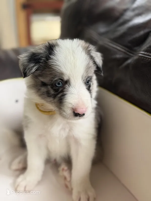 💛 Yellow collar-Blue Merle-MALE 💛 – Border Collie puppy on hold in Washoe City, NV