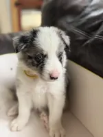 💛 Yellow collar-Blue Merle-MALE 💛, a male Border Collie for sale in Washoe City, NV – 1 of 8