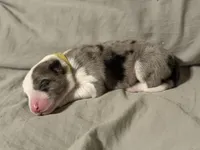 💛 Yellow collar-Blue Merle-MALE 💛, a male Border Collie for sale in Washoe City, NV – Photo 3 of 6