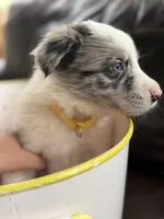 💛 Yellow collar-Blue Merle-MALE 💛, a male Border Collie for sale in Washoe City, NV – 3 of 8