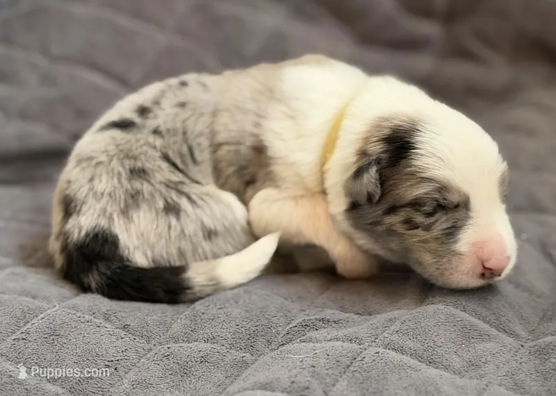 💛 Yellow collar-Blue Merle-MALE 💛 – Border Collie puppy for sale in Washoe City, NV