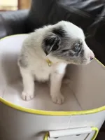 💛 Yellow collar-Blue Merle-MALE 💛, a male Border Collie for sale in Washoe City, NV – 5 of 8