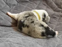 💛 Yellow collar-Blue Merle-MALE 💛, a male Border Collie for sale in Washoe City, NV – 7 of 8