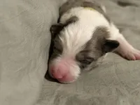 💛 Yellow collar-Blue Merle-MALE 💛, a male Border Collie for sale in Washoe City, NV – Photo 2 of 6