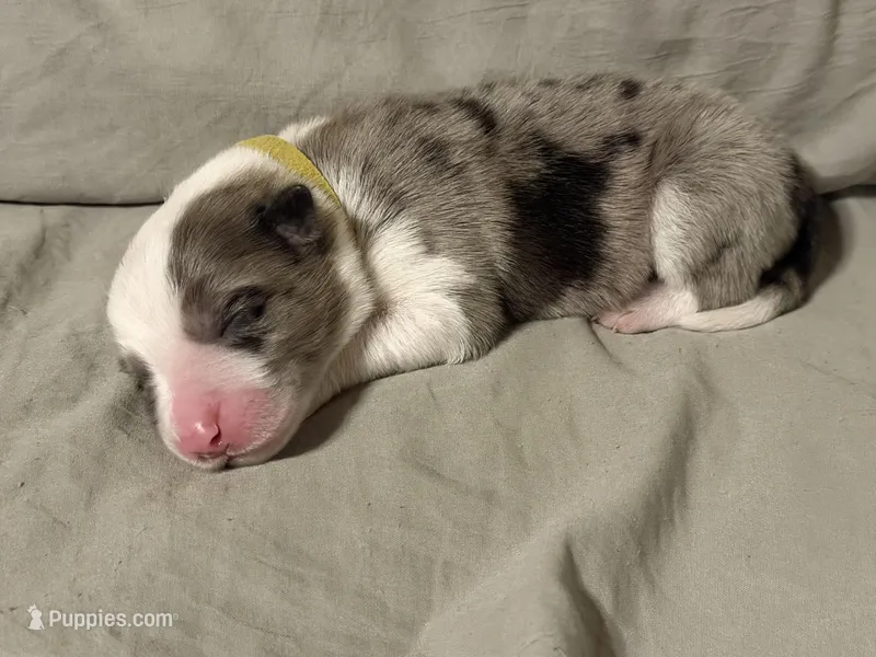 💛 Yellow collar-Blue Merle-MALE 💛 – Border Collie puppy for sale in Washoe City, NV