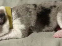 💛 Yellow collar-Blue Merle-MALE 💛, a male Border Collie for sale in Washoe City, NV – Photo 5 of 6