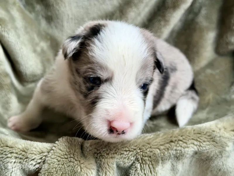 💛 Yellow collar-Blue Merle-MALE 💛 – Border Collie puppy for sale in Washoe City, NV