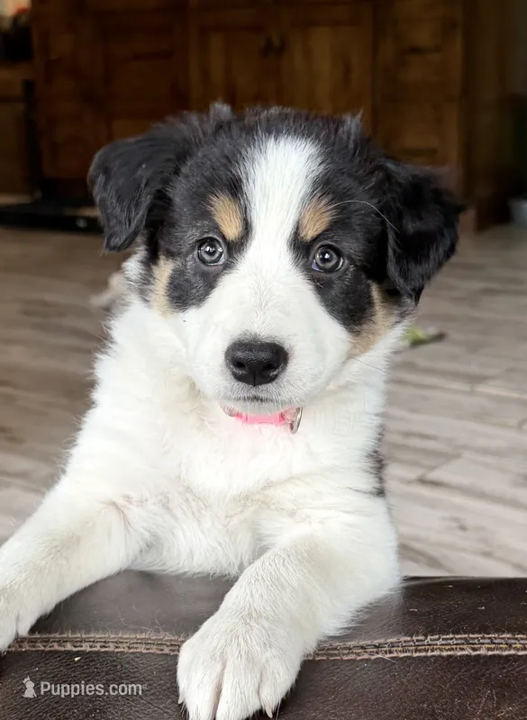 🌸 Black/white Tri-FEMALE🌸 – Border Collie puppy for sale in Washoe City, NV