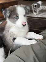Light blue collar- seal merle-MALE , a male Border Collie for sale in Washoe City, NV – 5 of 10