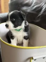 🌲 Dark green collar- Black/white-MALE🌲, a male Border Collie for sale in Washoe City, NV – 2 of 9