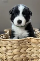 🌲 Dark green collar- Black/white-MALE🌲, a male Border Collie for sale in Washoe City, NV – 5 of 9
