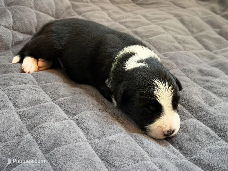 🌲 Dark green collar- Black/white-MALE🌲 – Border Collie puppy for sale in Washoe City, NV