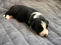 🌲 Dark green collar- Black/white-MALE🌲, a male Border Collie for sale in Washoe City, NV – 7 of 9