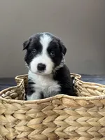 🌲 Dark green collar- Black/white-MALE🌲, a male Border Collie for sale in Washoe City, NV – 4 of 9