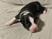 🌲 Dark green collar- Black/white-MALE🌲, a male Border Collie for sale in Washoe City, NV – Photo 2 of 3