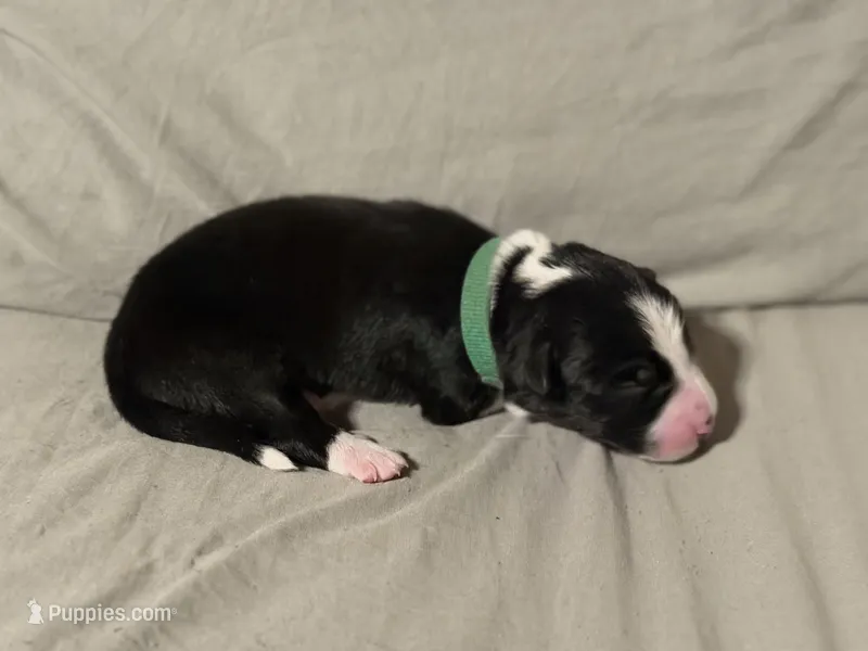 🌲 Dark green collar- Black/white-MALE🌲 – Border Collie puppy for sale in Washoe City, NV