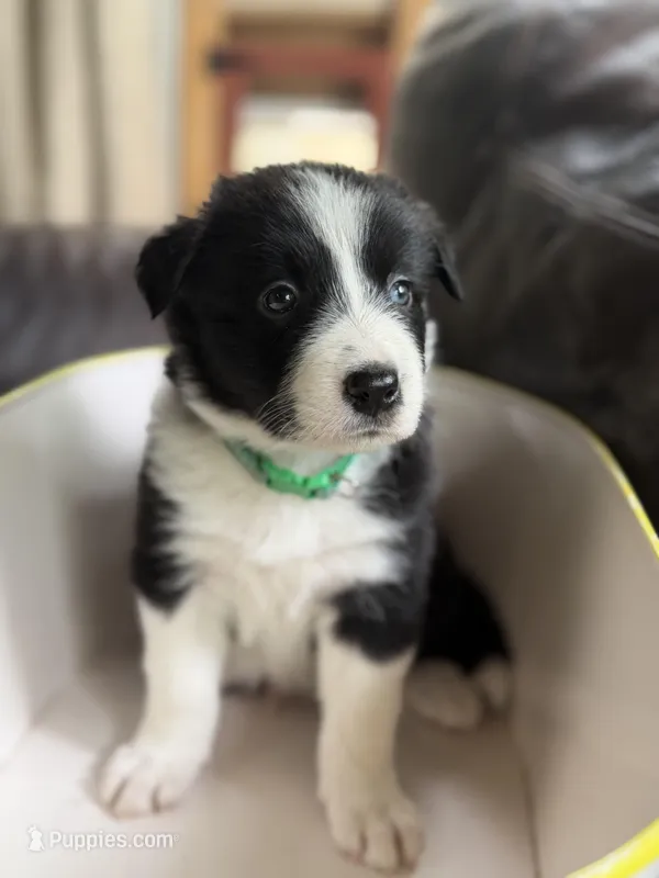 🌲 Dark green collar- Black/white-MALE🌲 – Border Collie puppy on hold in Washoe City, NV