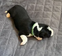 🌲 Dark green collar- Black/white-MALE🌲, a male Border Collie for sale in Washoe City, NV – 8 of 9