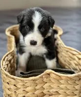 🌲 Dark green collar- Black/white-MALE🌲, a male Border Collie for sale in Washoe City, NV – 6 of 9