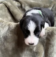 🌲 Dark green collar- Black/white-MALE🌲, a male Border Collie for sale in Washoe City, NV – 3 of 9