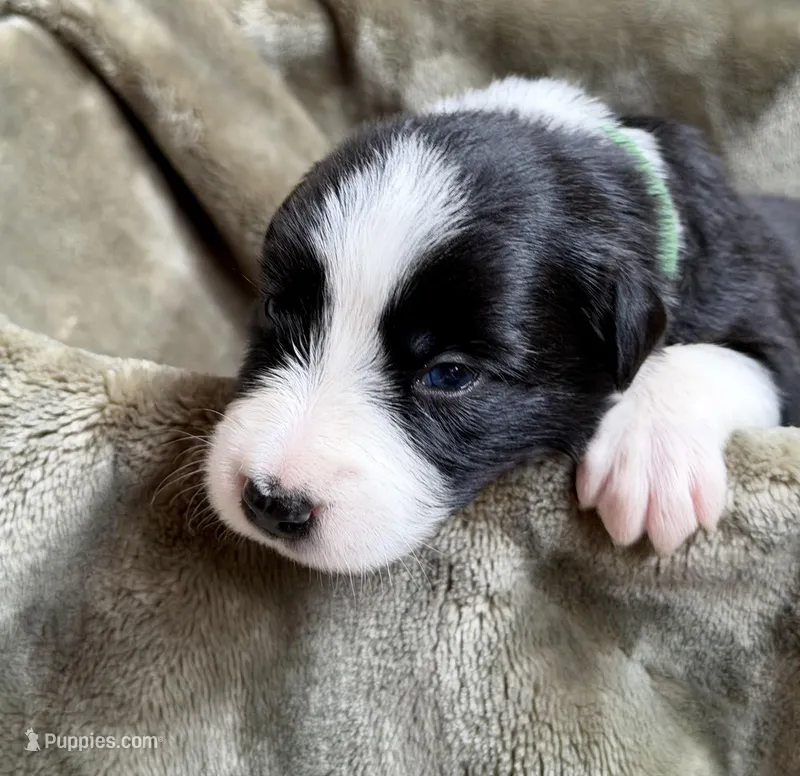 🌲 Dark green collar- Black/white-MALE🌲 – Border Collie puppy for sale in Washoe City, NV